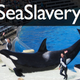 Illustration for article titled SeaWorld is being sued... by five of its enslaved killer whales